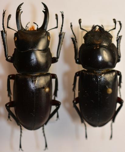 Hemisodorcus rubrofemoratus
